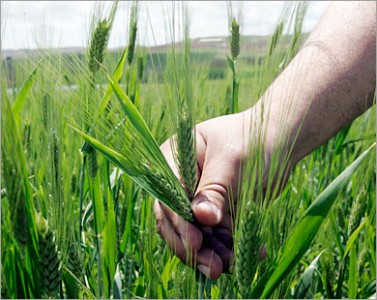 http://muslimvillage.com/wp-content/uploads/2011/06/Planting-wheat-e1307021059817.jpg