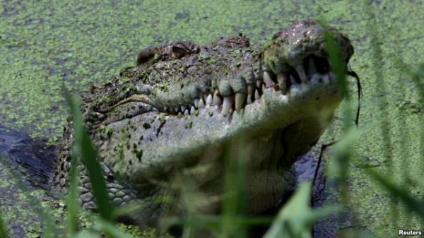 Australians Urged to Be Alert to Crocodile Threat