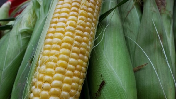 StarLink resurfaces GM corn banned decade ago found in Saudi Arabia
