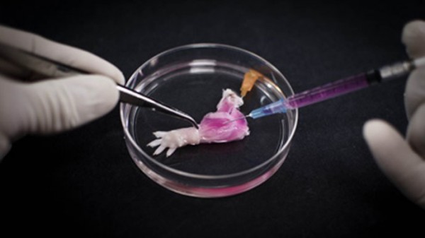 World's first biolimb Scientists create living, functioning rat leg