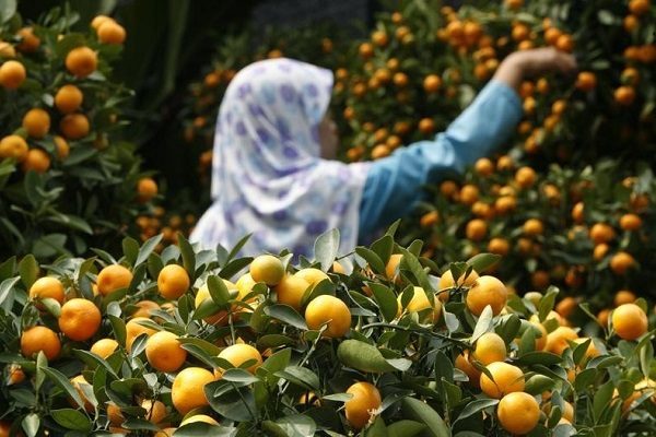 File photo of a Muslim woman maintaining her tangerine trees, imported from China, as she waits for customers at her roadside stall in Jakarta in this file photo dated January 23, 2009. REUTERS/Enny Nuraheni